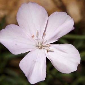 Photographie n°220169 du taxon Dianthus furcatus var. gyspergerae (Rouy) P.Fourn.