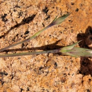 Photographie n°220170 du taxon Dianthus furcatus var. gyspergerae (Rouy) P.Fourn.