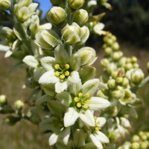 Photographie n°220172 du taxon Veratrum album L. [1753]