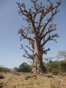 Samantha BAZAN, le 19 mars 2014 (Toubab Dialaw (Alentour du Théatre de l'Engouement))