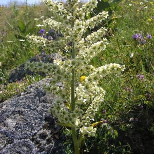 Photographie n°220203 du taxon Veratrum album L. [1753]