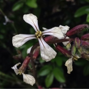 Eruca vesicaria subsp. sativa (Mill.) Thell. (Roquette)