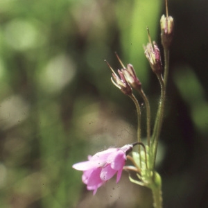 Photographie n°220226 du taxon Cortusa matthioli L. [1753]