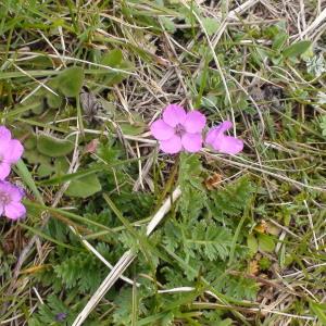 Photographie n°220293 du taxon Erodium acaule (L.) Bech. & Thell. [1928]