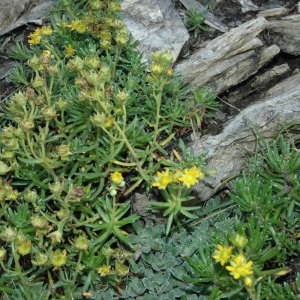 Photographie n°220319 du taxon Saxifraga aizoides L. [1753]