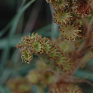 Photographie n°220335 du taxon Sempervivum tectorum L. [1753]