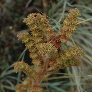 Photographie n°220337 du taxon Sempervivum tectorum L. [1753]