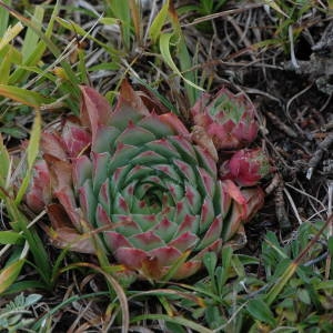 Photographie n°220339 du taxon Sempervivum tectorum L. [1753]