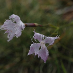 Photographie n°220346 du taxon Dianthus hyssopifolius L. [1755]