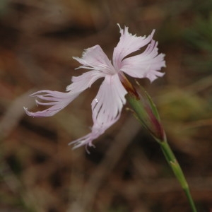 Photographie n°220353 du taxon Dianthus hyssopifolius L. [1755]