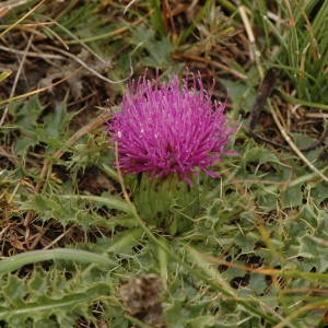 Photographie n°220356 du taxon Cirsium acaulon (L.) Scop. [1769]