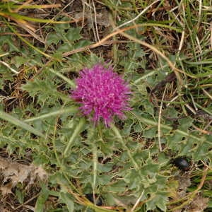 Photographie n°220357 du taxon Cirsium acaulon (L.) Scop. [1769]