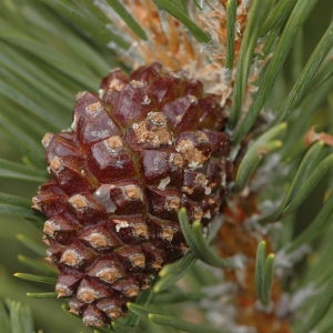 Photographie n°220358 du taxon Pinus mugo subsp. uncinata (Ramond ex DC.) Domin [1936]