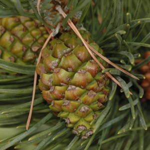 Photographie n°220360 du taxon Pinus mugo subsp. uncinata (Ramond ex DC.) Domin [1936]