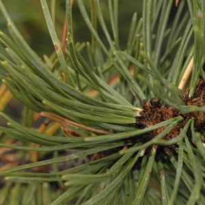 Photographie n°220361 du taxon Pinus mugo subsp. uncinata (Ramond ex DC.) Domin [1936]
