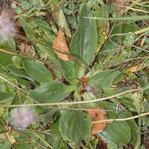 Photographie n°220391 du taxon Plantago media L. [1753]