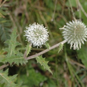 Photographie n°220394 du taxon Echinops sphaerocephalus L. [1753]