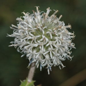 Echinops macedonicus Formánek (Oursin à têtes rondes)
