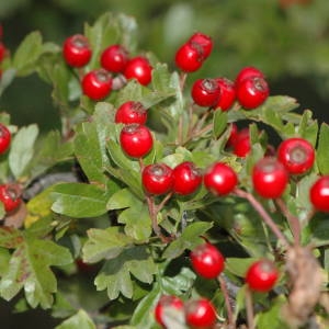 Photographie n°220400 du taxon Crataegus monogyna Jacq. [1775]