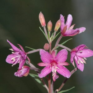 Photographie n°220405 du taxon Epilobium dodonaei Vill. [1779]