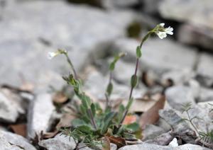 John De Vos, le 23 mars 2014 (Valflaunès (Falaise de l'Hortus))