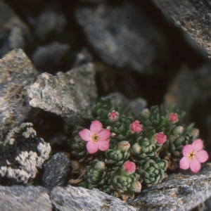 Photographie n°220456 du taxon Androsace alpina (L.) Lam. [1779]