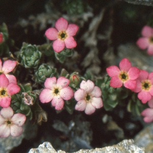 Photographie n°220457 du taxon Androsace alpina (L.) Lam. [1779]