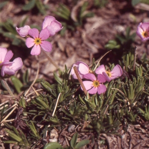 Photographie n°220459 du taxon Androsace carnea L. [1753]