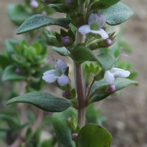 Photographie n°220503 du taxon Thymus vulgaris L. [1753]