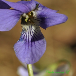 Photographie n°220531 du taxon Viola canina L. [1753]