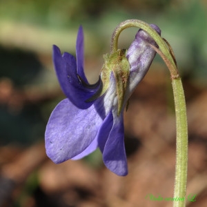 Photographie n°220532 du taxon Viola canina L. [1753]