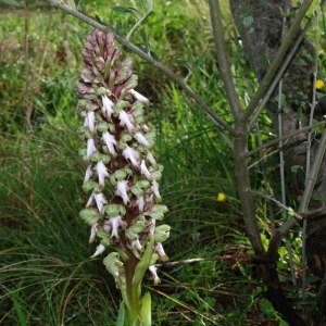 Photographie n°220541 du taxon Himantoglossum robertianum (Loisel.) P.Delforge [1999]