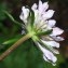  Jean-Luc Gorremans - Scabiosa atropurpurea L. [1753]