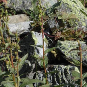 Photographie n°220560 du taxon Digitalis lutea L. [1753]