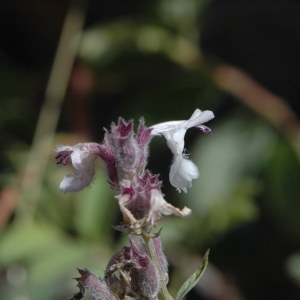 Photographie n°220573 du taxon Nepeta nepetella L. [1759]