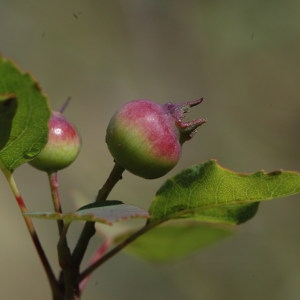 Photographie n°220579 du taxon Amelanchier ovalis Medik. [1793]