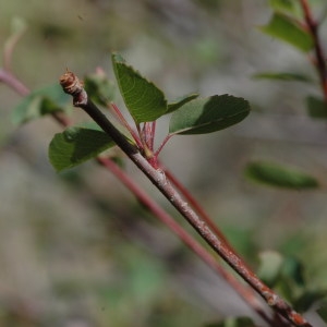 Photographie n°220581 du taxon Amelanchier ovalis Medik. [1793]