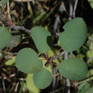 Photographie n°220582 du taxon Amelanchier ovalis Medik. [1793]