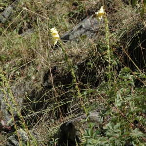 Photographie n°220586 du taxon Digitalis lutea L. [1753]