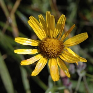 Photographie n°220596 du taxon Buphthalmum salicifolium L. [1753]