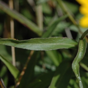 Photographie n°220598 du taxon Buphthalmum salicifolium L. [1753]