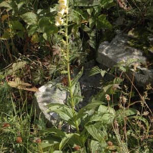 Photographie n°220608 du taxon Digitalis lutea L. [1753]