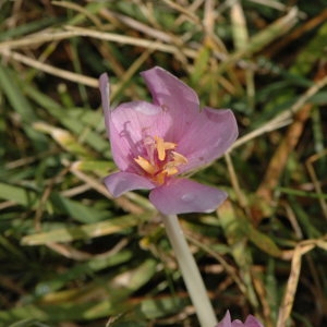 Photographie n°220622 du taxon Colchicum autumnale L. [1753]