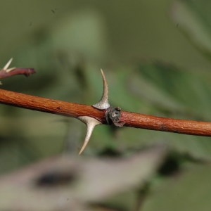 Photographie n°220627 du taxon Rosa villosa L. [1753]