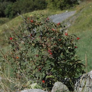 Photographie n°220629 du taxon Rosa villosa L. [1753]