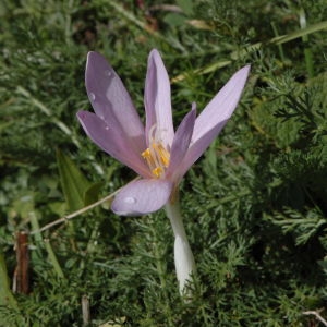 Photographie n°220648 du taxon Colchicum autumnale L. [1753]
