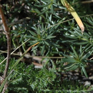 Photographie n°220654 du taxon Galium verum L. [1753]