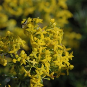 Photographie n°220656 du taxon Galium verum L. [1753]