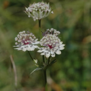 Photographie n°220690 du taxon Astrantia major sensu H.J.Coste [1902]