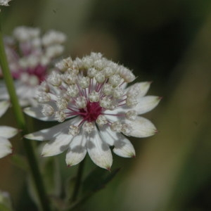 Photographie n°220694 du taxon Astrantia major sensu H.J.Coste [1902]